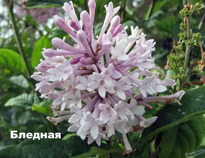 Сирень венгерская бледная