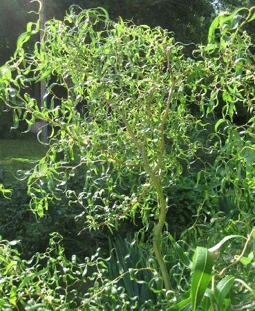 Ива белая Дартс Снейк