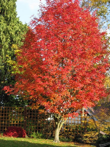 Рябина промежуточная Джозеф Рок