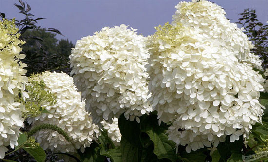 Гортензия метельчатая Фантом