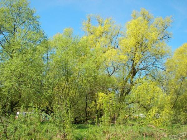 Ива козья Мас