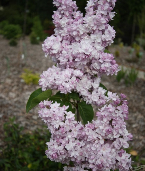 Сирень обыкновенная Роза Москвы (Московская роза)