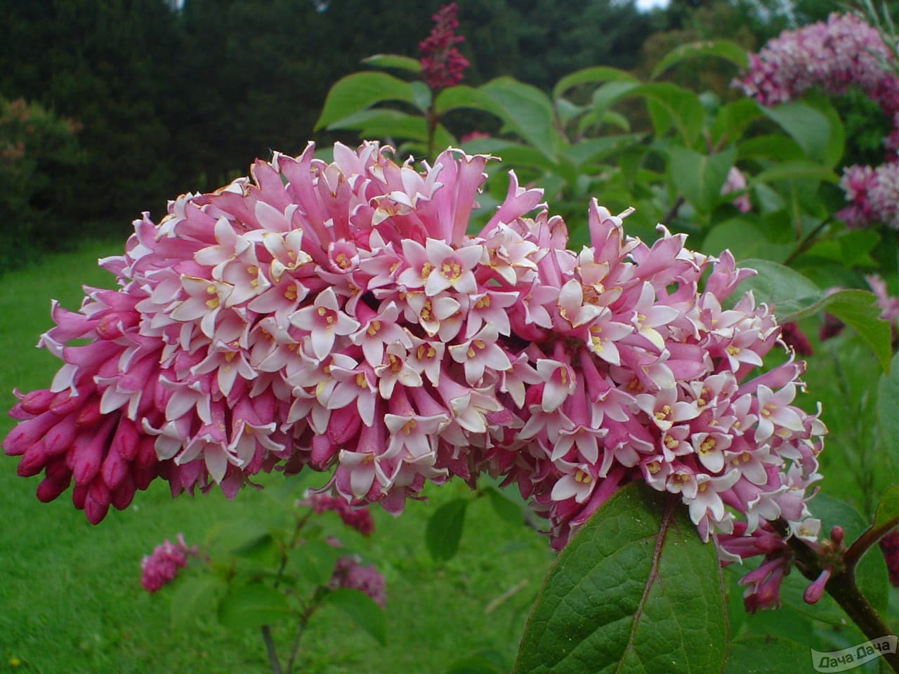 Сирень венгерская розовоцветковая (Syringa josikaea) - описание сорта,  фото, саженцы, посадка, особенности ухода. Дачная энциклопедия.