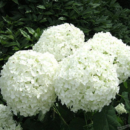 Гортензия древовидная Стронг Аннабэль