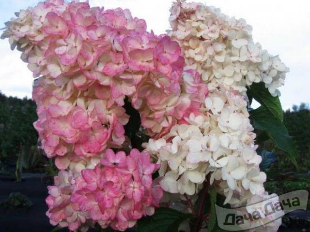 Гортензия метельчатая Пинк Лэди