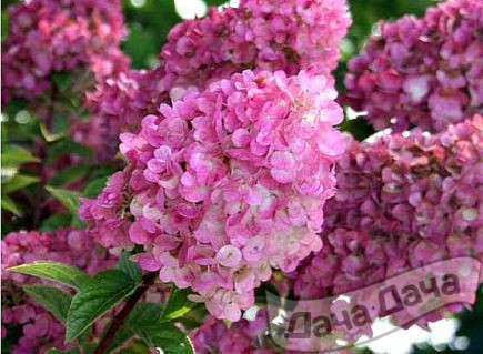 Гортензия метельчатая Сандей Фрайс