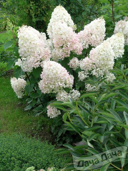 Гортензия метельчатая Сильвер Доллар