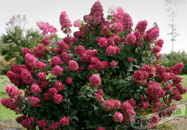 Гортензия метельчатая Вимс Рэд