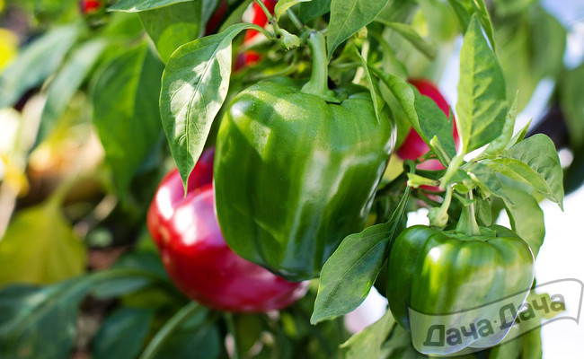 Мало света - перцу плохо 