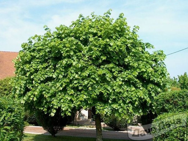 Липа крупнолистная 