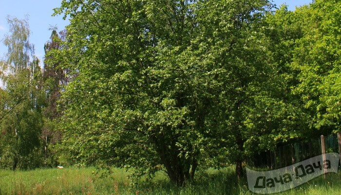 Пер ольховый фото Ольха серая (Alnus incana) - описание сорта, фото, саженцы, посадка, особенности