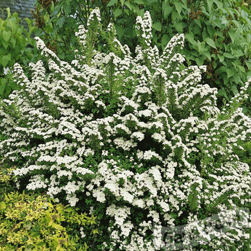 Спирея Ниппонская Сноумаунд (Snowmound)