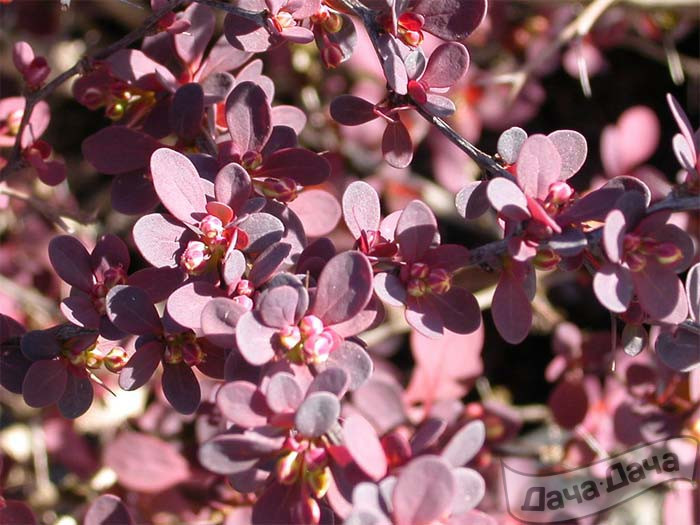 Барбарис тунберга Атропурпуреа Нана (Atropurpurea Nana)