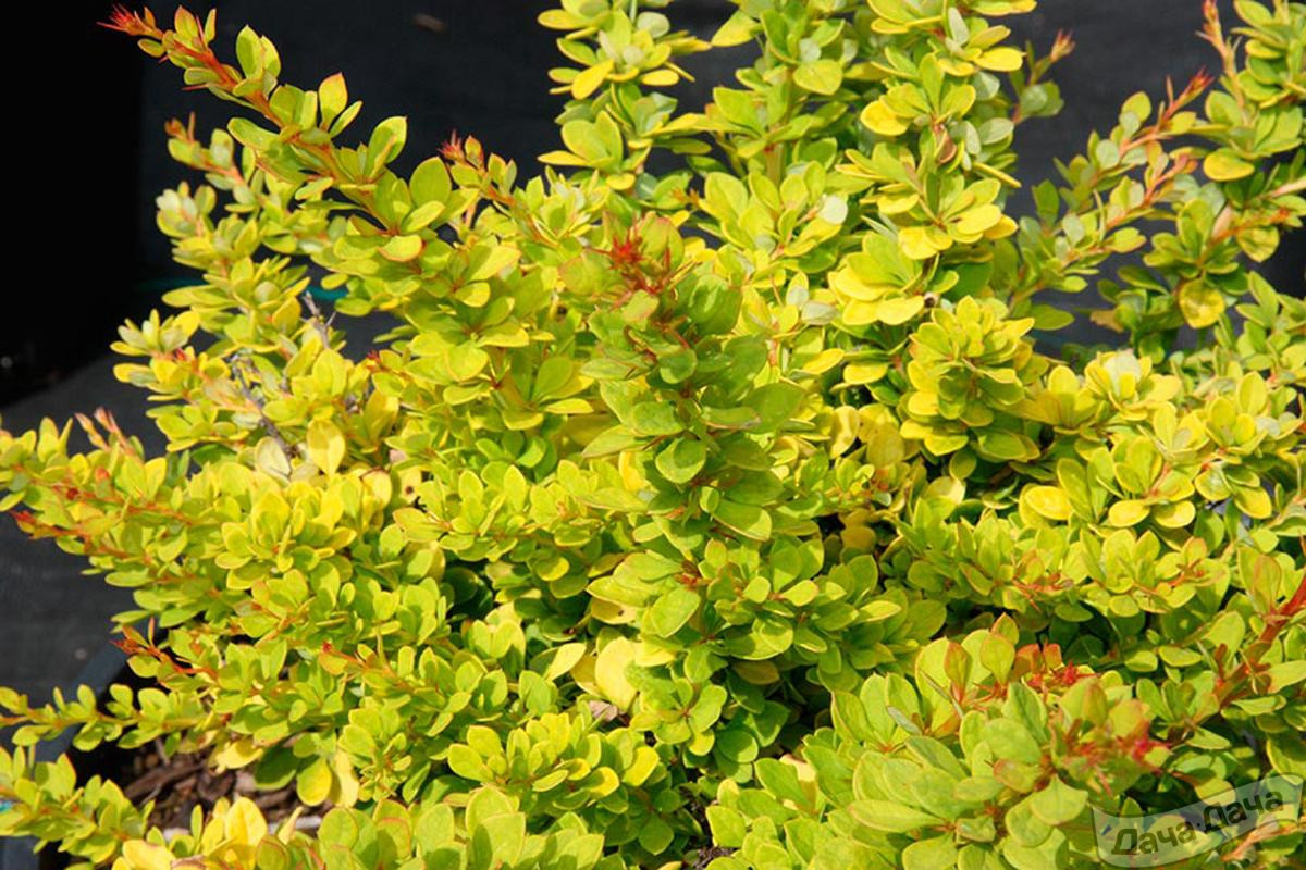 Барбарис Тунберга Сенсейшн (Сенсация, Sunsation)