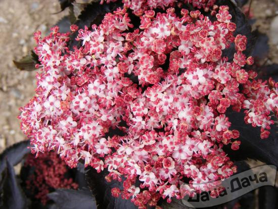 Бузина черная Блэк Бьюти (Black Beauty, Блек Бьюти)