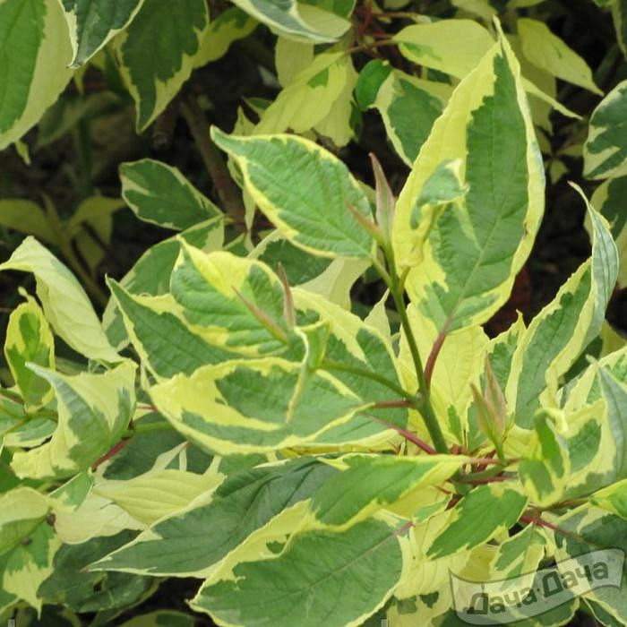 Дерен белый Крим Крекер (Cream Cracker)