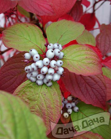 Дерен кроваво-красный