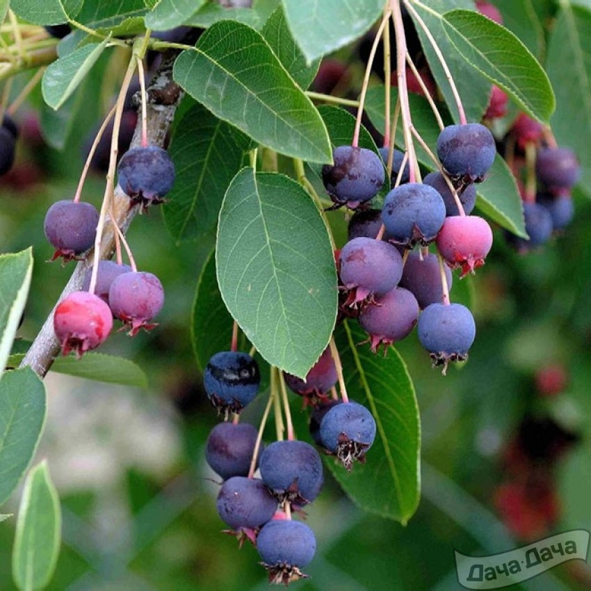 Ирга канадская Принц Уильям (Prince William)