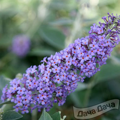 Буддлея Давида Лончин (Lochinch)