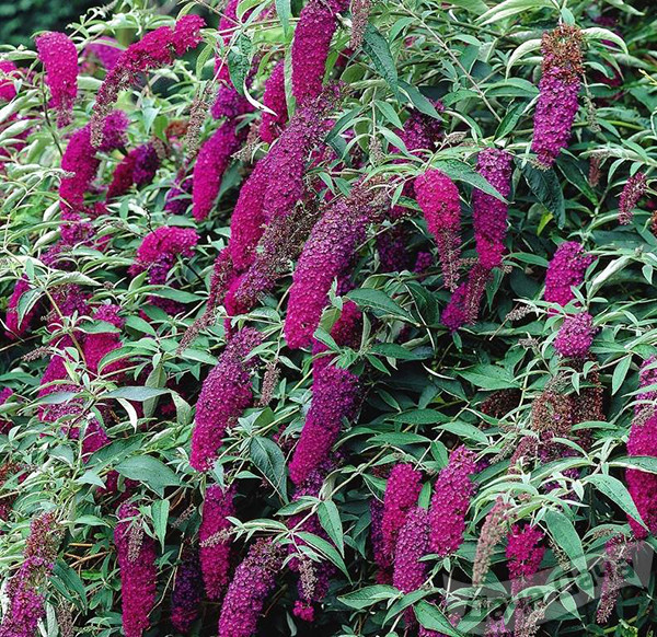 Буддлея Давида Минпап (Minpap) 