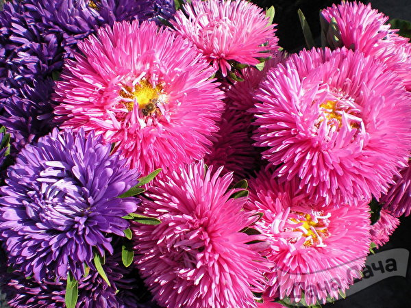 Августовская царица - астра