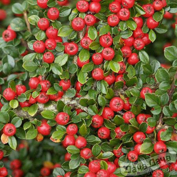 Кизильник спиральный Шнайдер (Schneider)