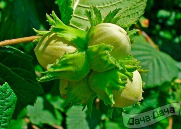 Лещина древовидная