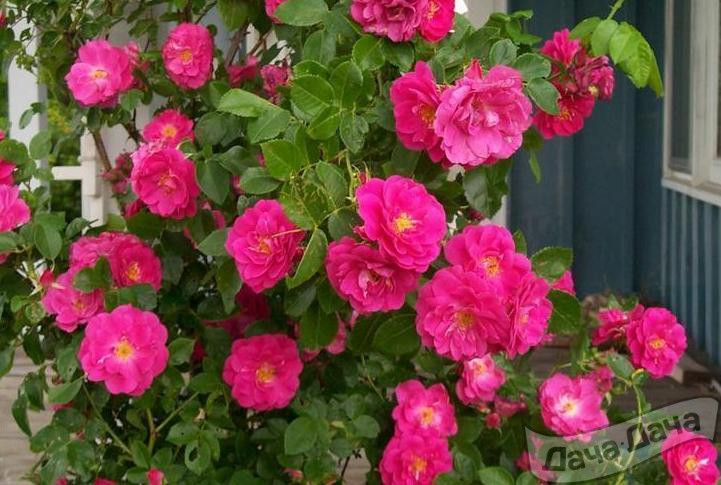 Роза парковая Уильям Баффин (Вильям Баффин, William Baffin)