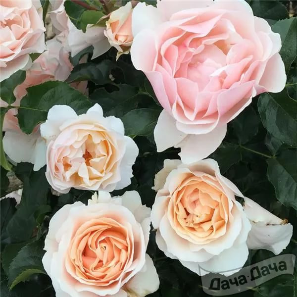 Роза чайно-гибридная Жарден де Багатель (Jardins de Bagatelle)