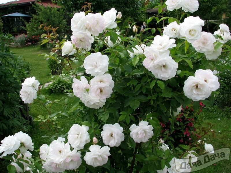 Роза флорибунда Шнеевитхен (Schneewittchen, Айсберг)