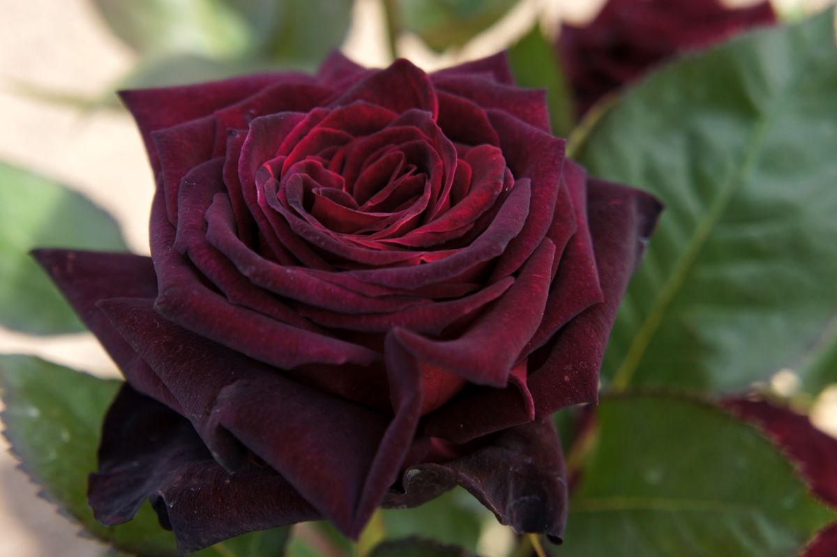Роза черный принц фото и описание и уход