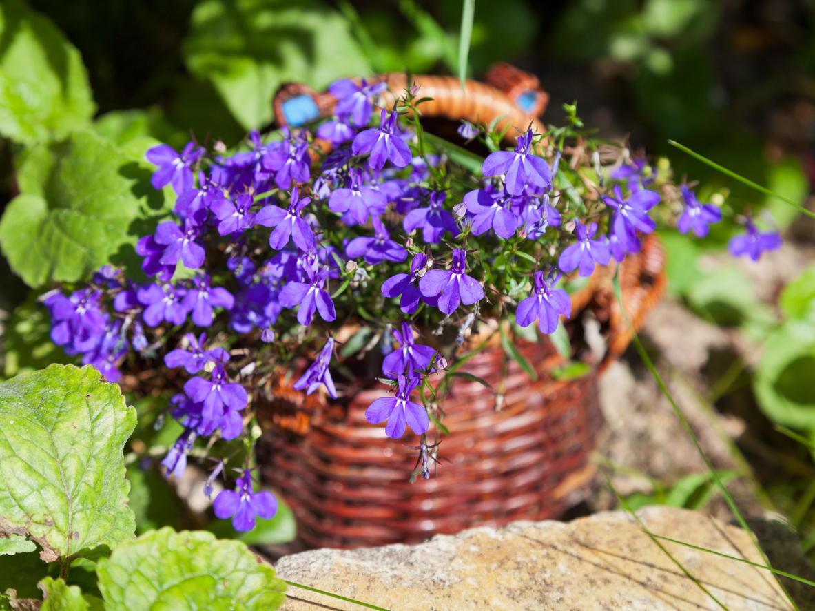 Лобелия компактная (Lobelia) - описание сорта, фото, саженцы, посадка,  особенности ухода. Дачная энциклопедия.