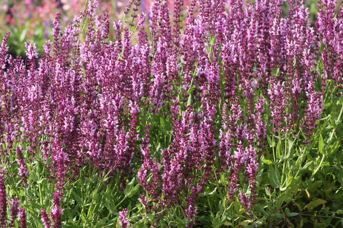 Шалфей дубравный Rose Queen (Розовая королева, Королева роз, Роуз Куин)  (Salvia nemorosa Rose Queen) - описание сорта, фото, саженцы, посадка,  особенности ухода. Дачная энциклопедия.