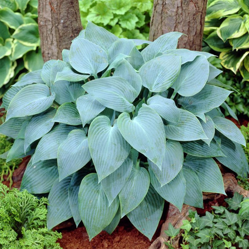 Хоста Канадиан Блю (Canadian Blue)
