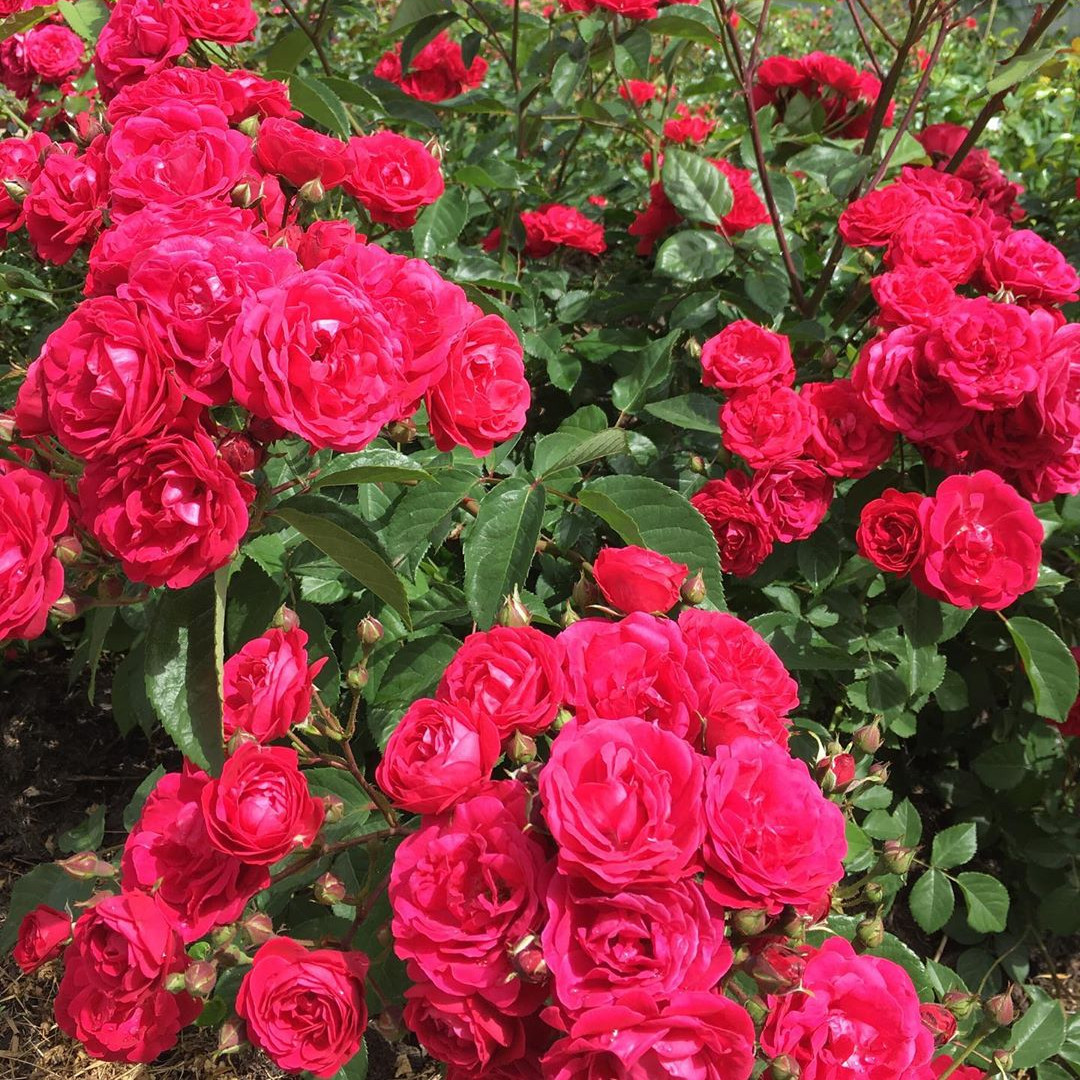 Роза почвопокровная фламенко