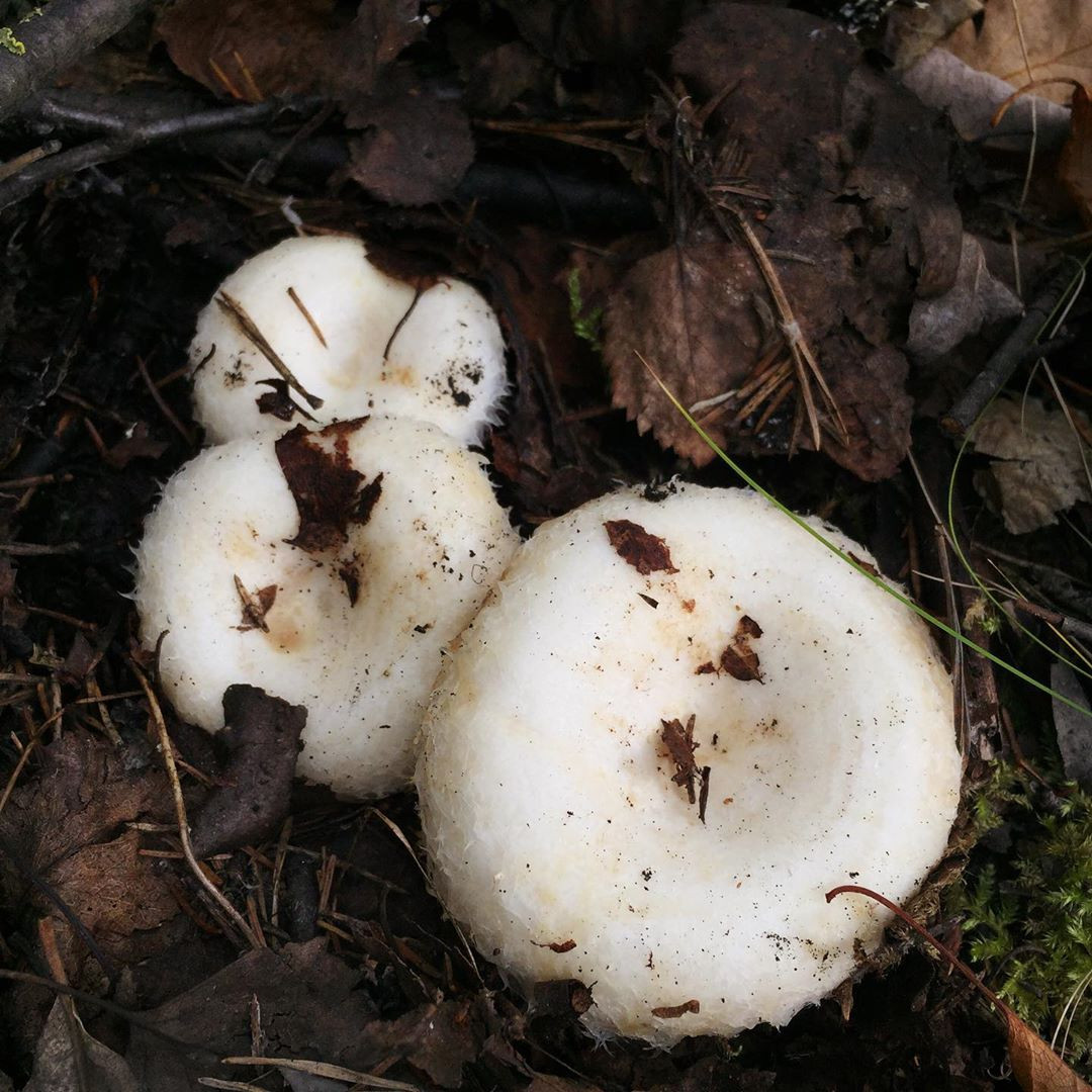 Как вырастить лесные грибы на даче | На грядке (kormstroytorg.ru)