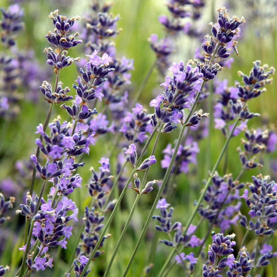 Лаванда узколистная Манстед (Munstead) (Lavandula angustifolia Munstead) -  описание сорта, фото, саженцы, посадка, особенности ухода. Дачная  энциклопедия.