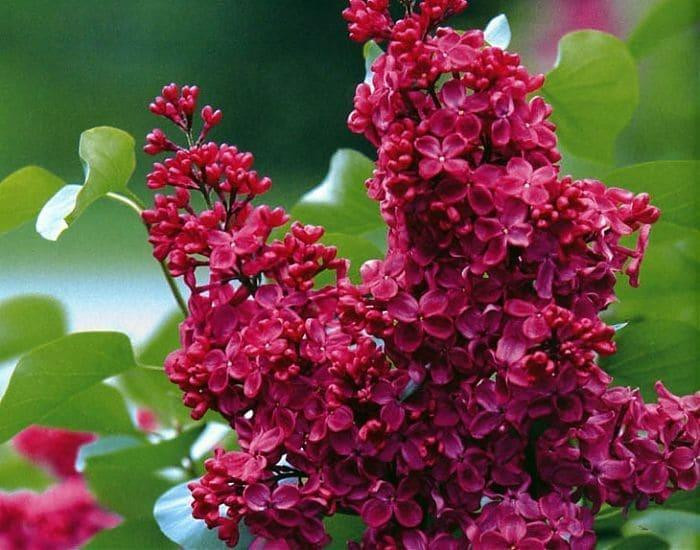 Сирень обыкновенная Красная Москва