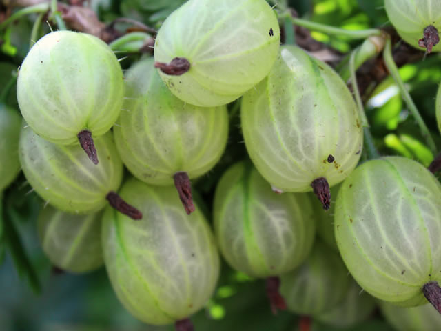 Крыжовник обыкновенный Финский красный