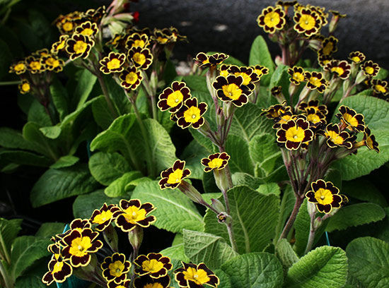 Примула высокая Голд Лэйс (Gold Lace)