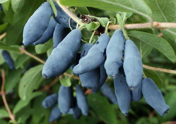 Жимолость плодовая Бакчарский великан