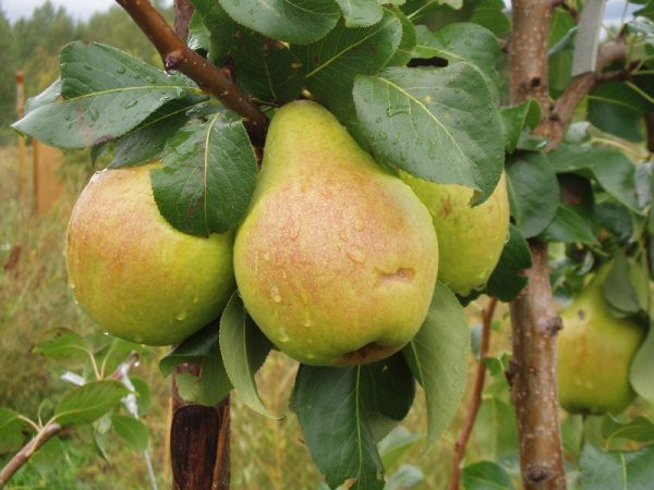 Груша Москвичка