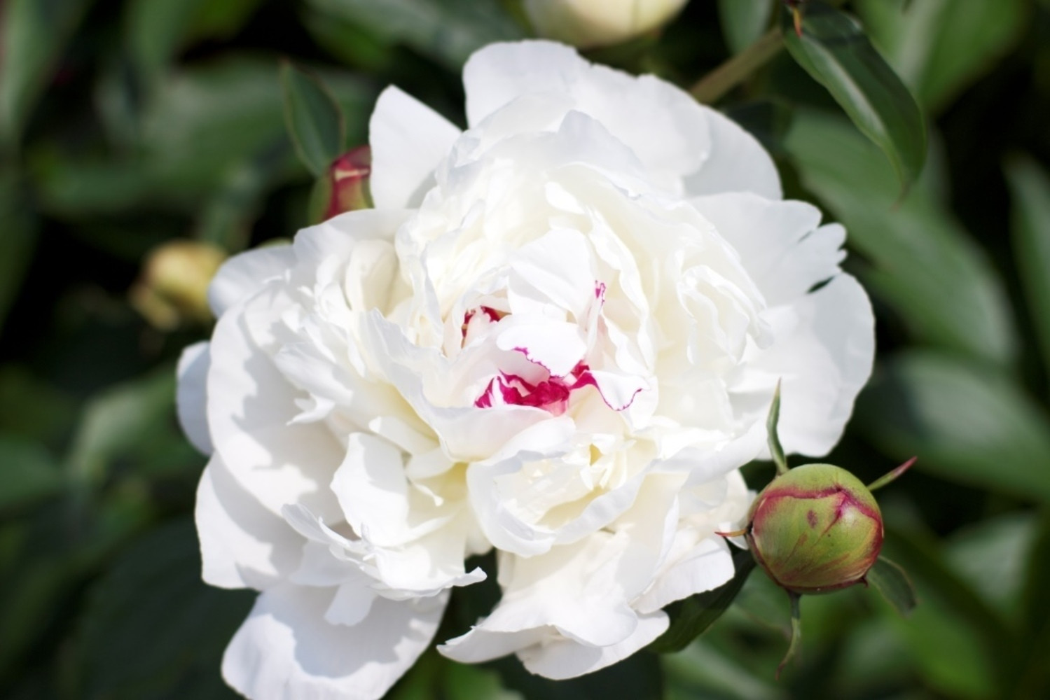 Пион садовый Фестива Максима (Festiva Maxima) (Paeonia Lactiflora ...