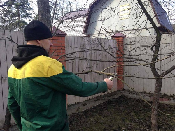 Как обрезать абрикос осенью 