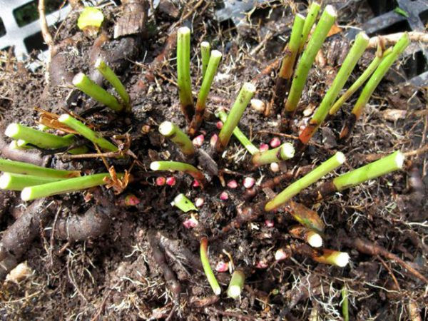 Любимцы пионы осенью