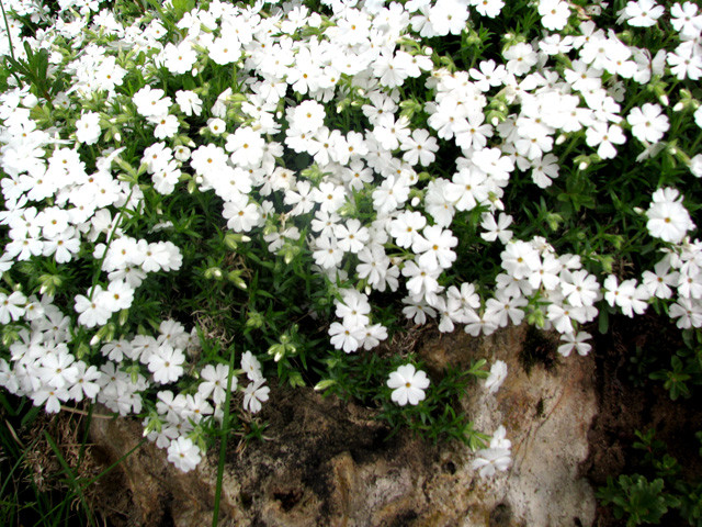 Флокс шиловидный Майшнее