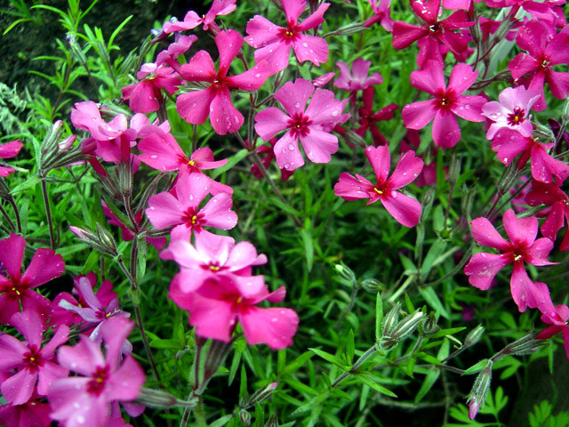 Флокс шиловидный Темискаминг