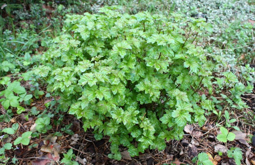 Калина обыкновенная Нанум (Nanum)