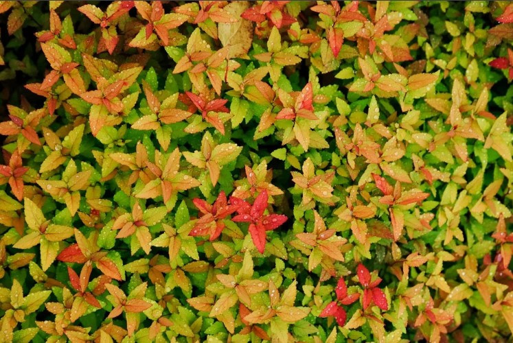 Спирея японская Голдфлейм (Goldflame)