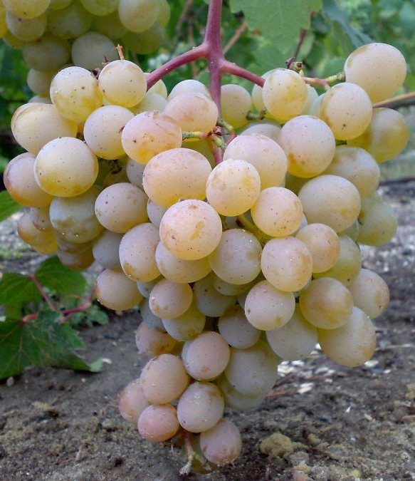 Виноград плодовый (белый) Мускат устойчивый